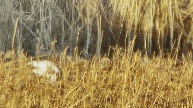 Tundra Swan (Whistling) - ML511583061