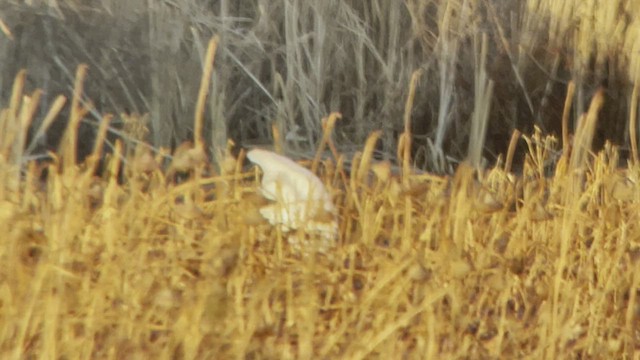 Tundra Swan (Whistling) - ML511583071