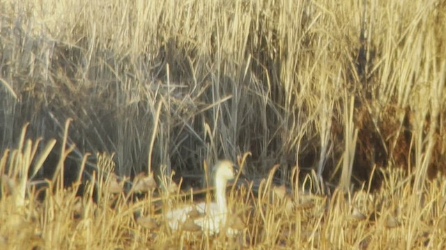 Tundra Swan (Whistling) - ML511583081
