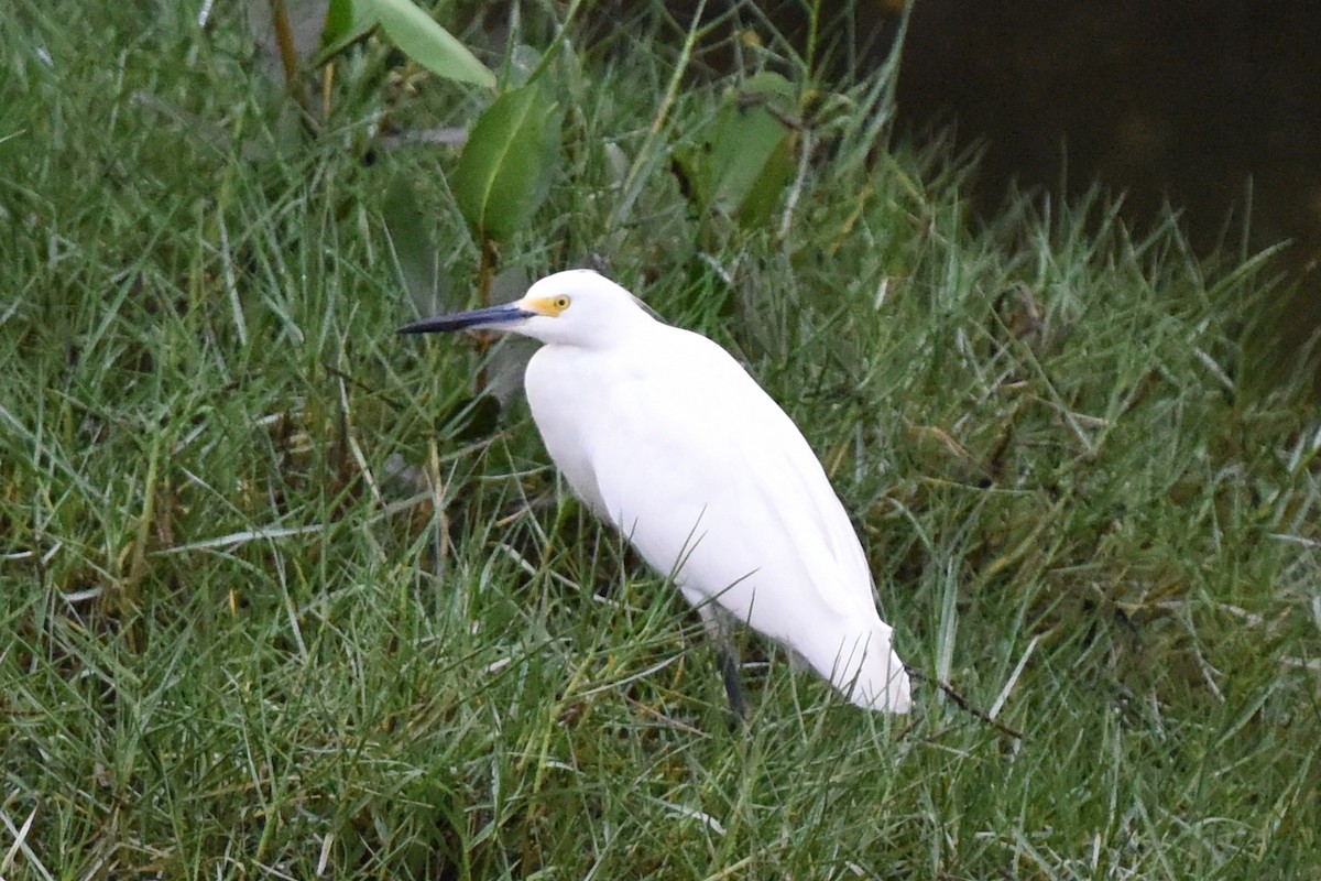 Snowy Egret - ML511583091