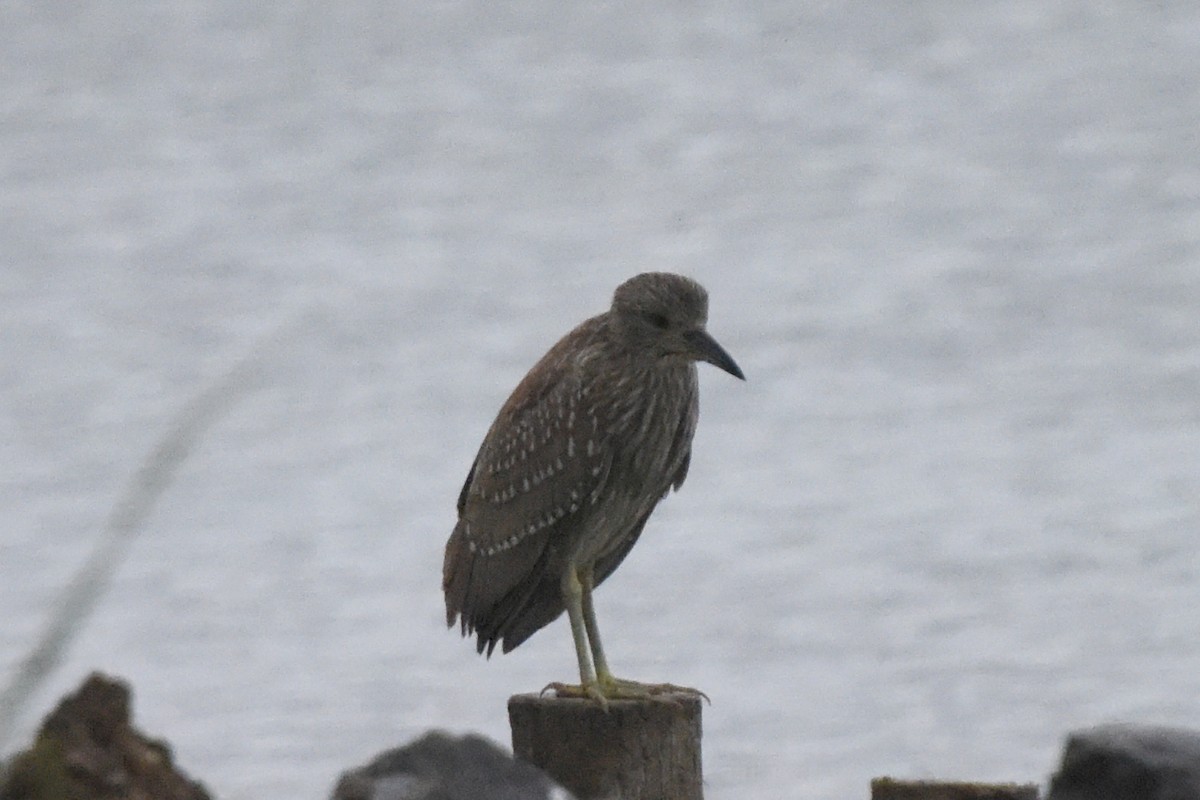 Black-crowned Night Heron - ML511583171