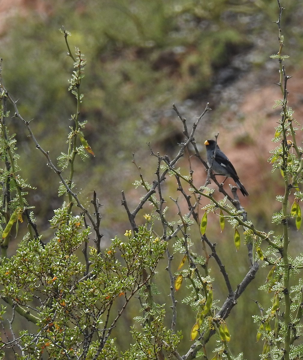 Band-tailed Seedeater - ML511583841