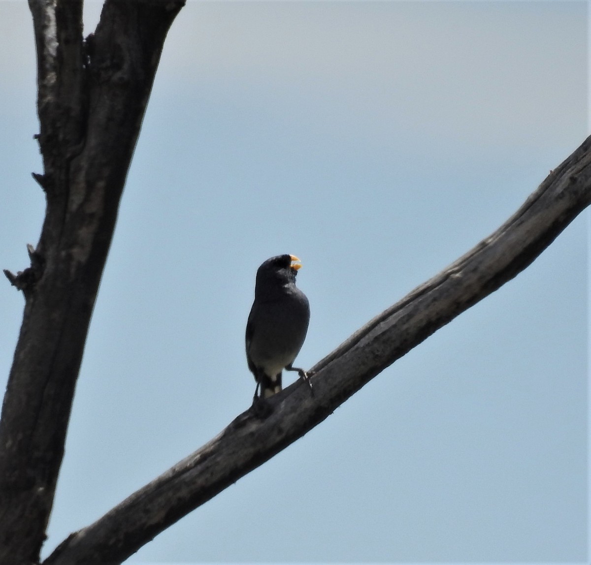 Band-tailed Seedeater - ML511583861