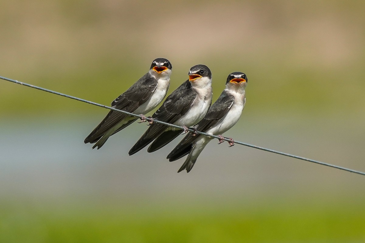 White-rumped Swallow - Luis Piñeyrua