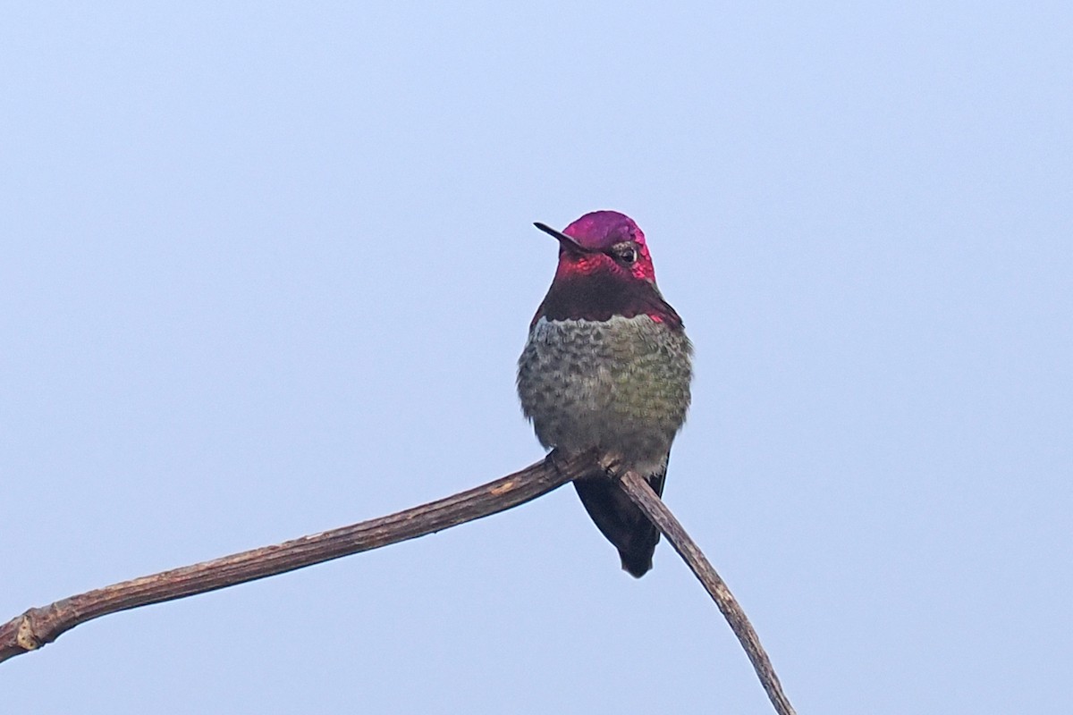 Anna's Hummingbird - ML511584691