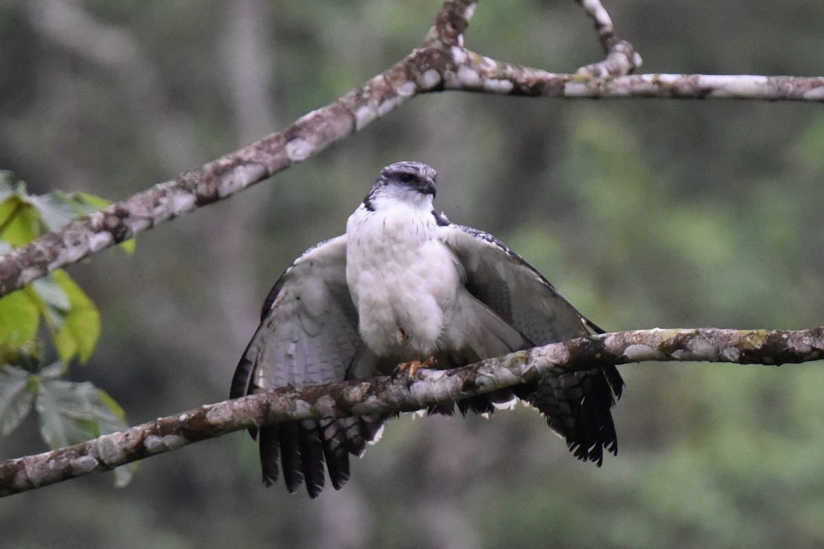 Gray-backed Hawk - Nick Moore