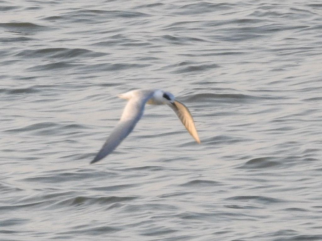 Forster's Tern - ML511585281