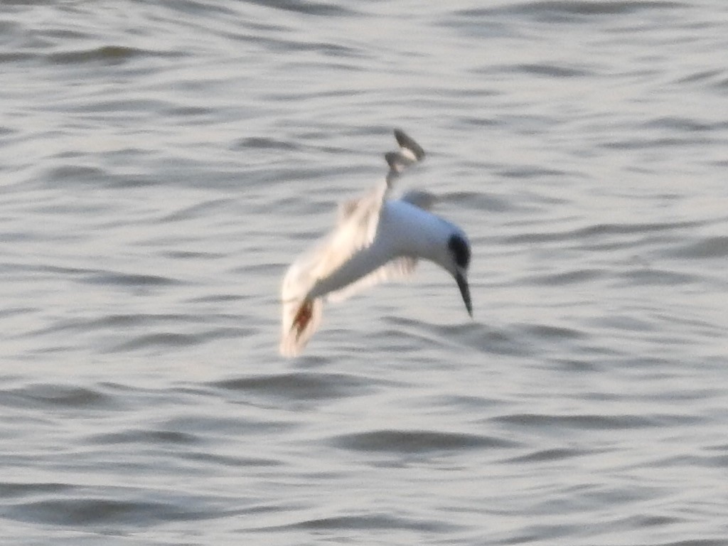 Forster's Tern - ML511585291