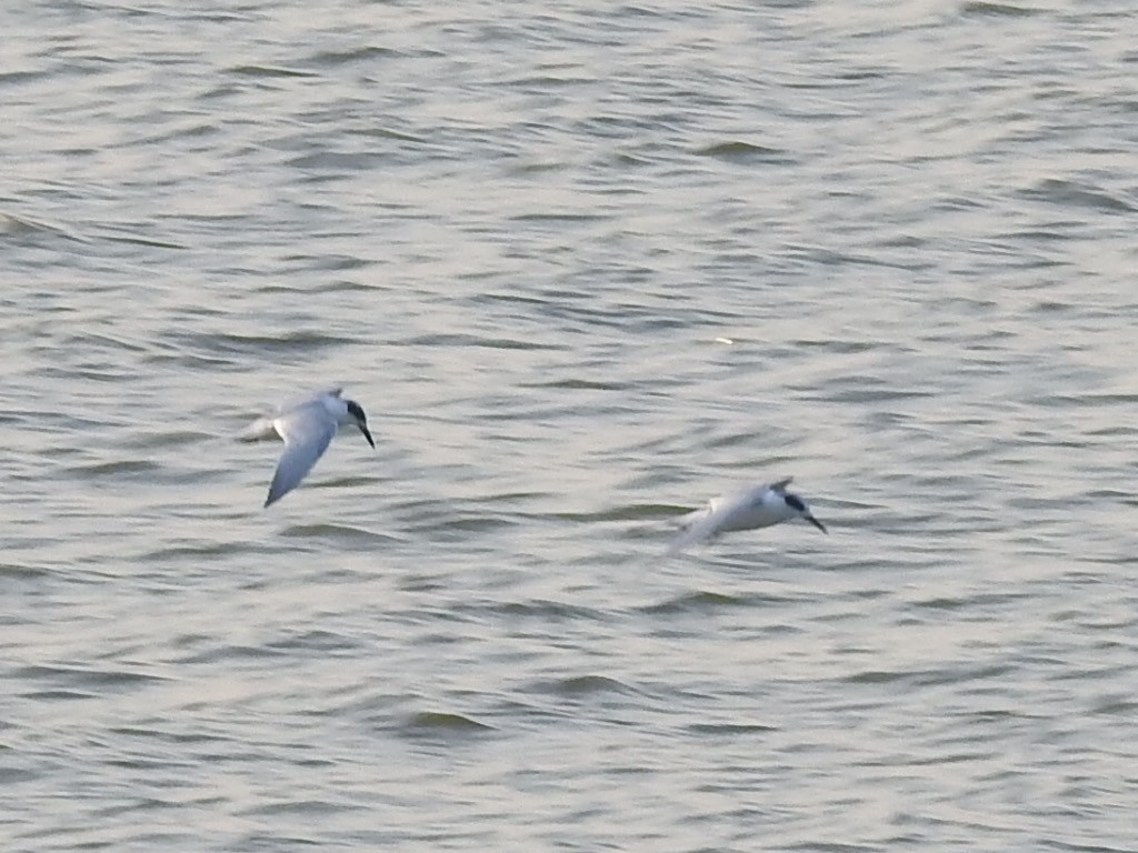 Forster's Tern - ML511585301