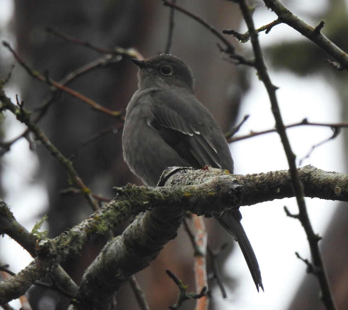 Townsend's Solitaire - Rick Bennett