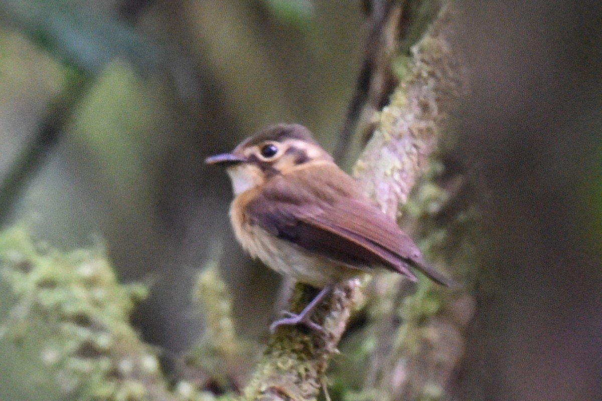 White-throated Spadebill - ML511586661