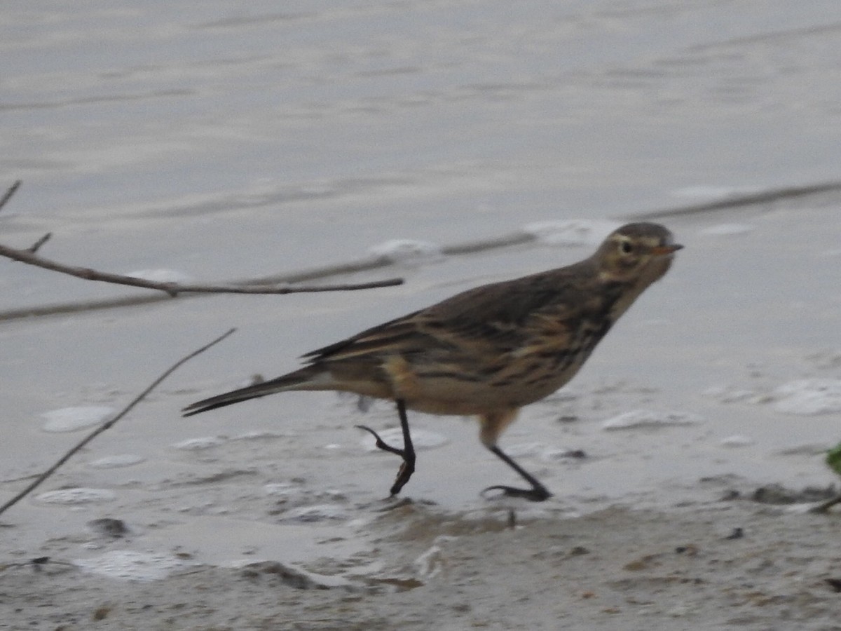 American Pipit - ML511586871