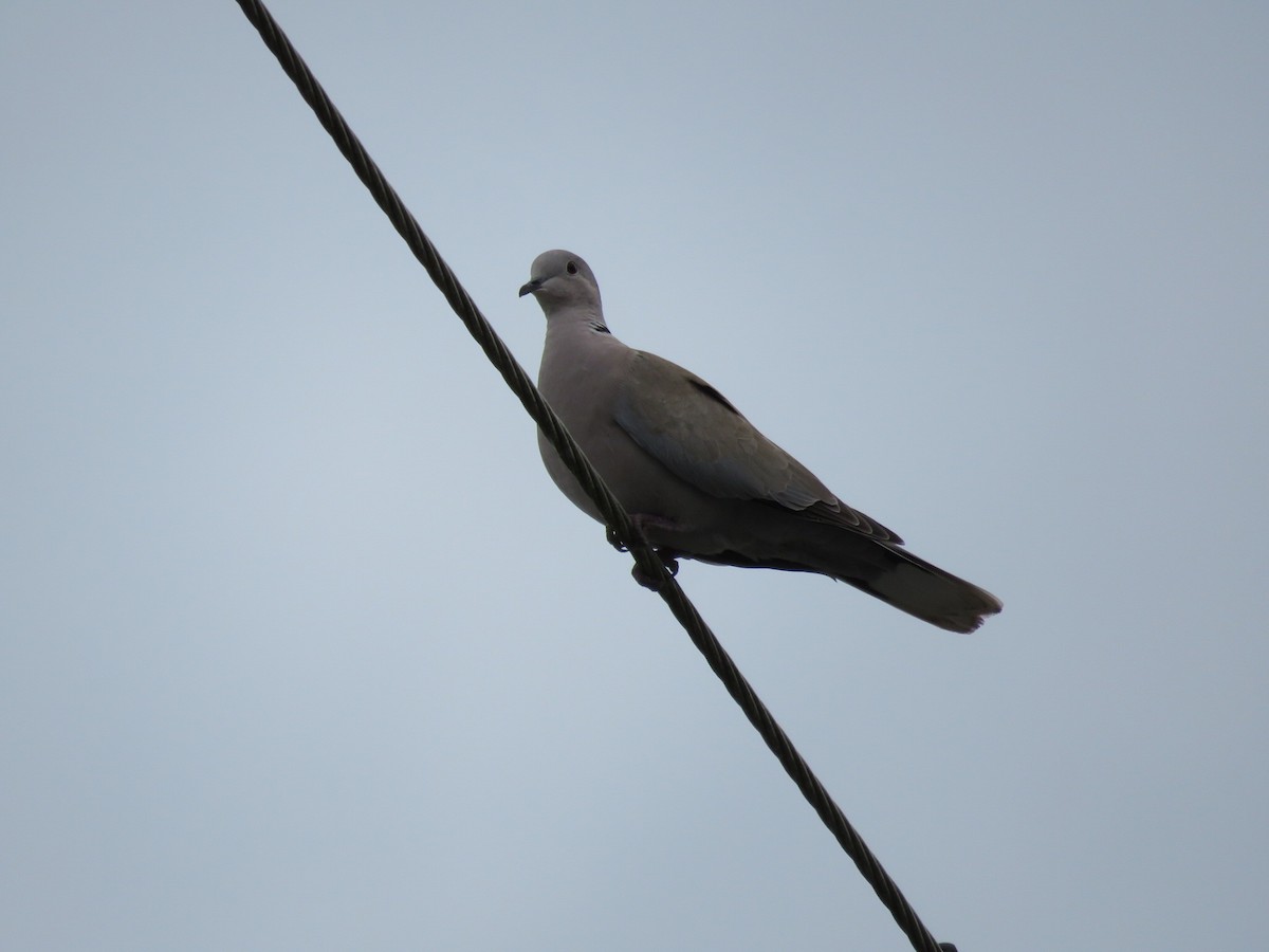 Eurasian Collared-Dove - ML511587971
