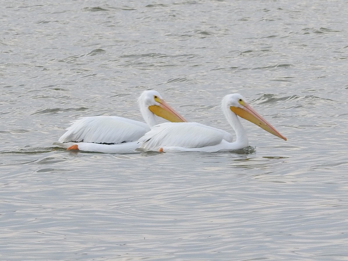 pelikán severoamerický - ML511588151