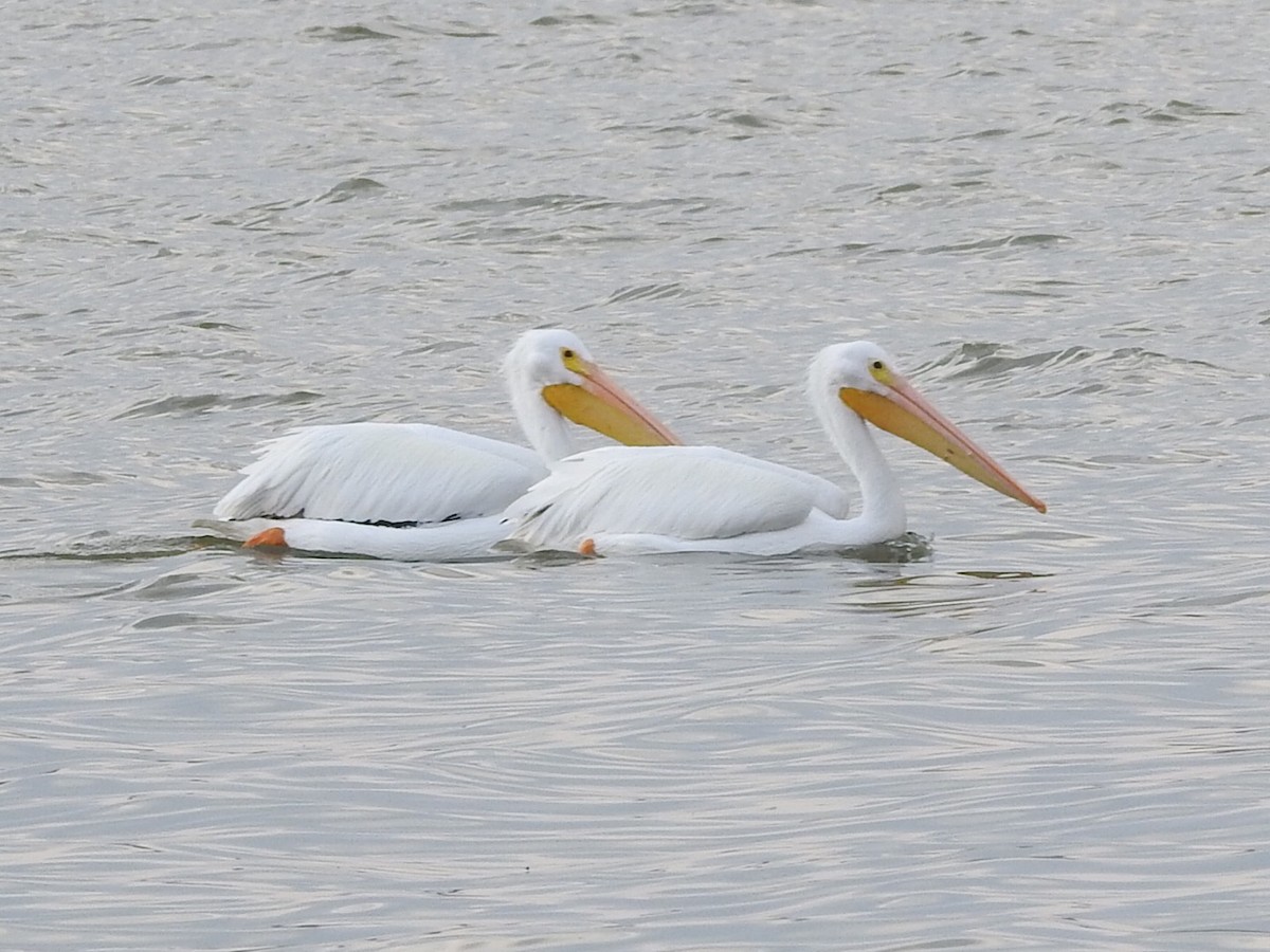 American White Pelican - ML511588151