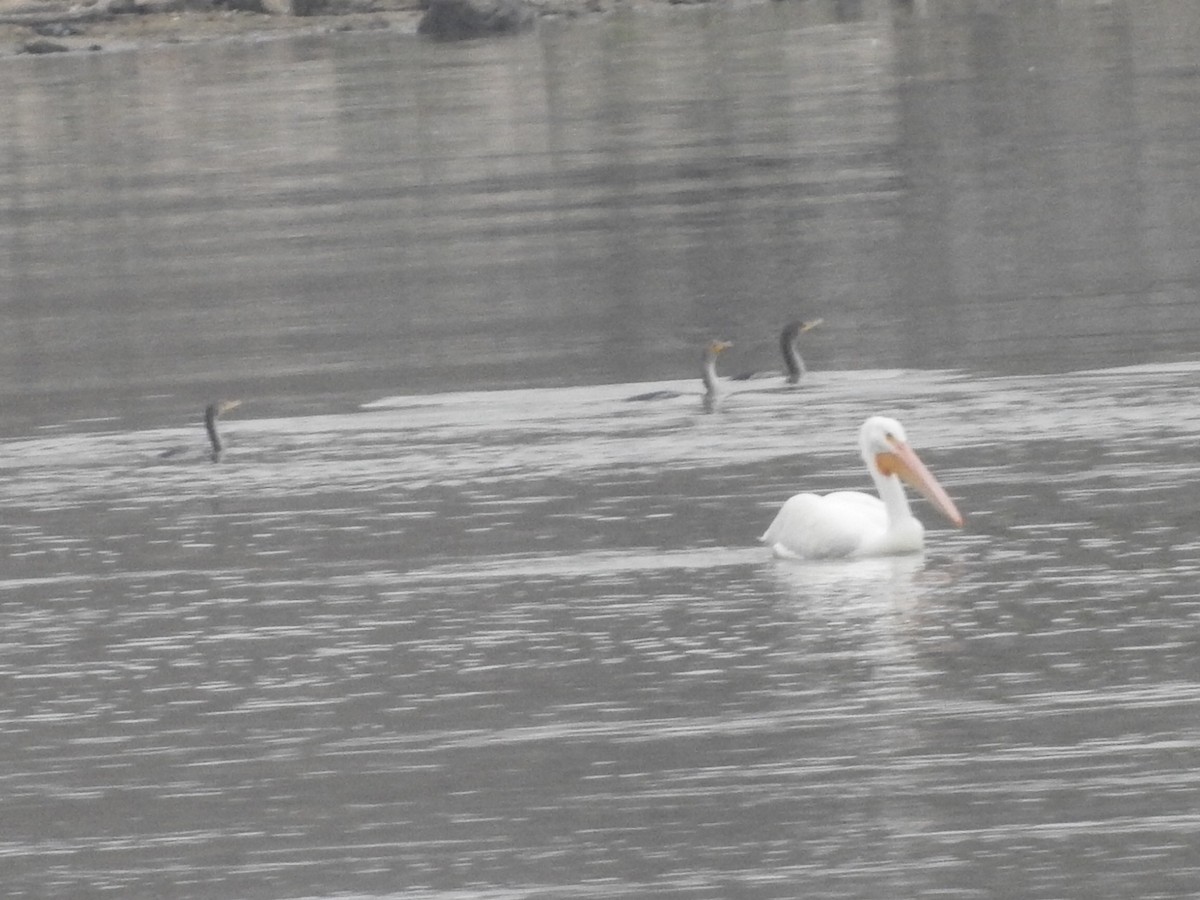 pelikán severoamerický - ML511588161