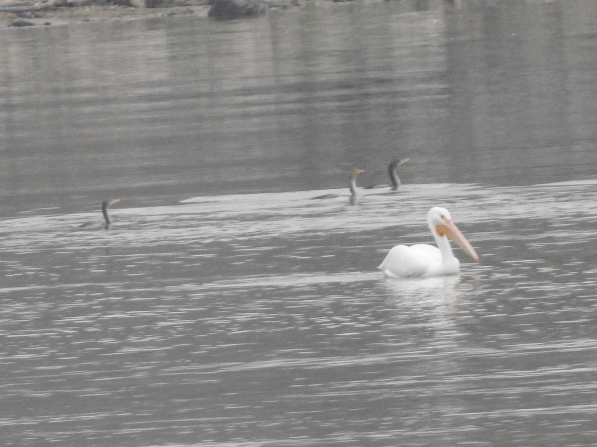 American White Pelican - ML511588161