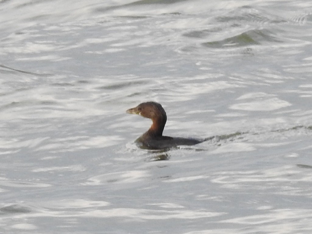 Pied-billed Grebe - ML511588441