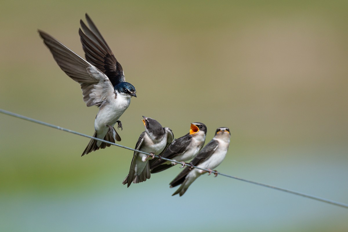 White-rumped Swallow - Fernando Saravia