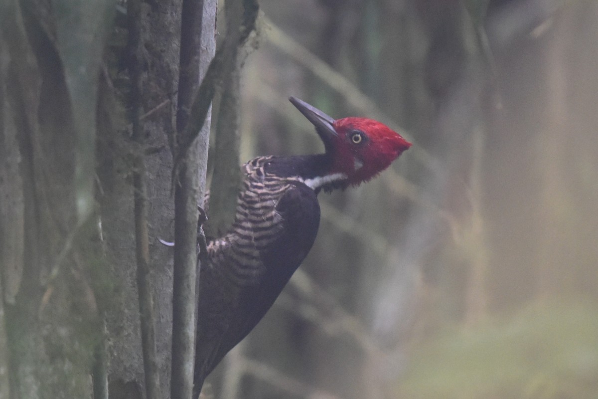 Guayaquil Woodpecker - ML511588961