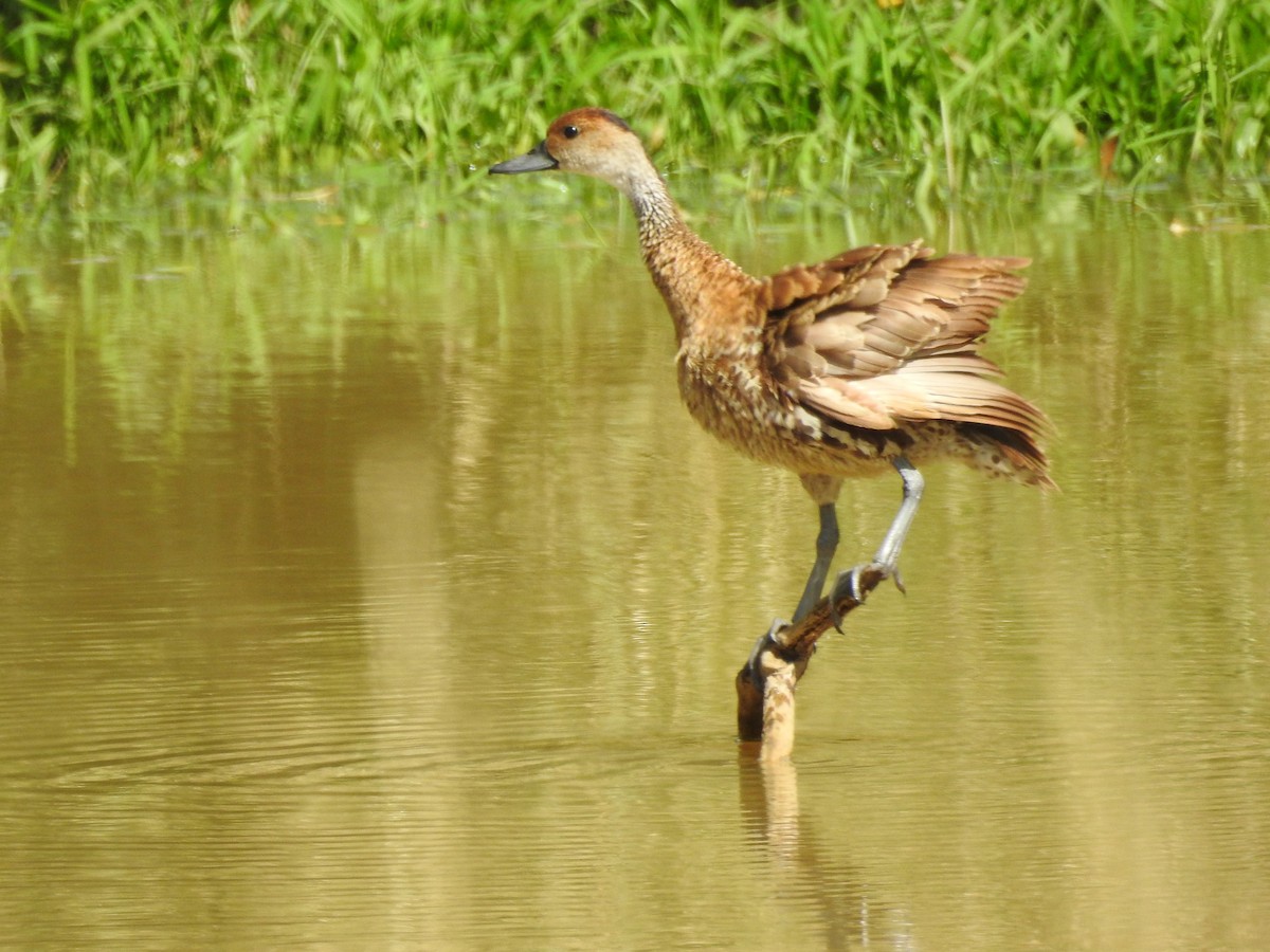 West Indian Whistling-Duck - Colleen Cowdery