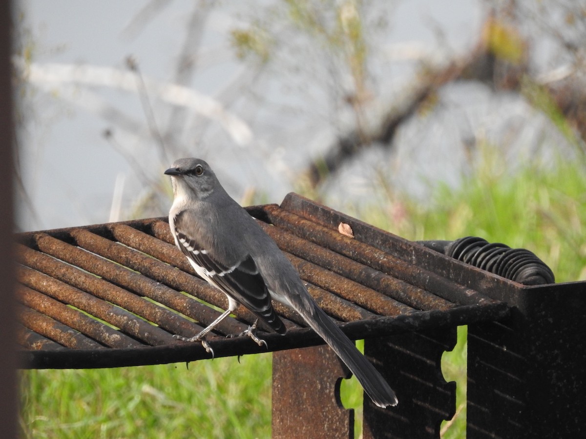 Northern Mockingbird - ML511589211