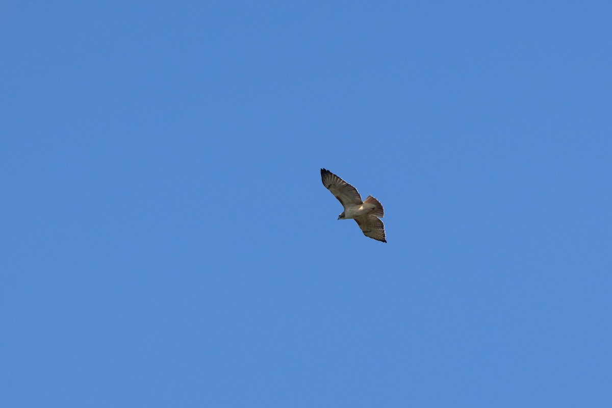 Red-tailed Hawk (borealis) - ML511589221