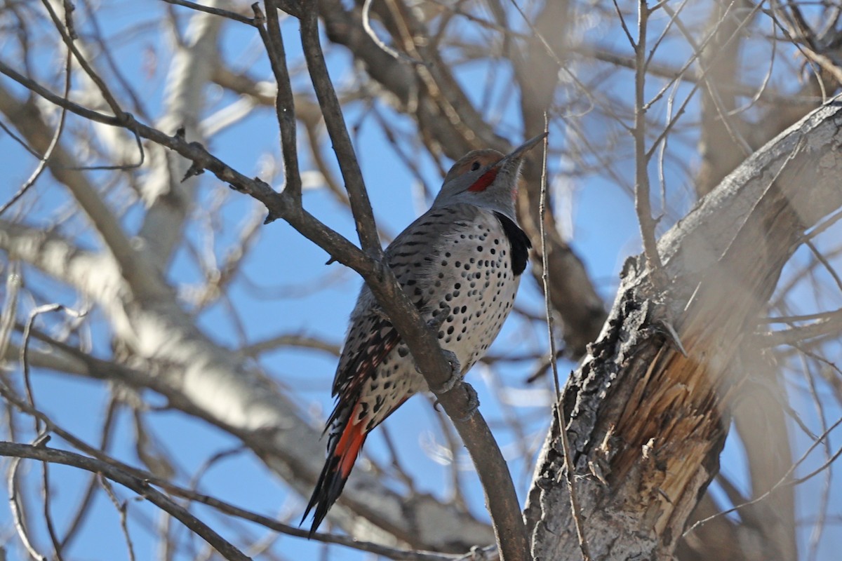 Northern Flicker (Red-shafted) - ML511590061