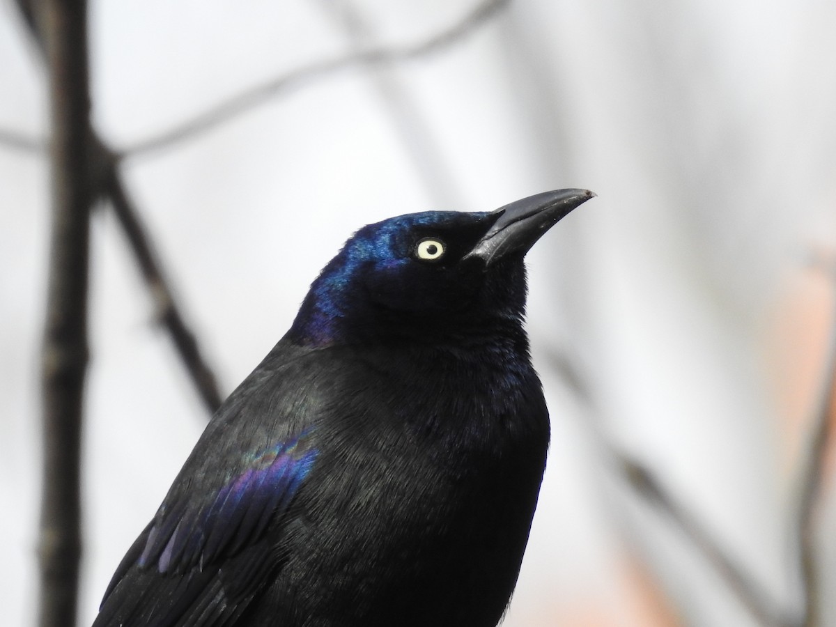 Common Grackle - ML511590221