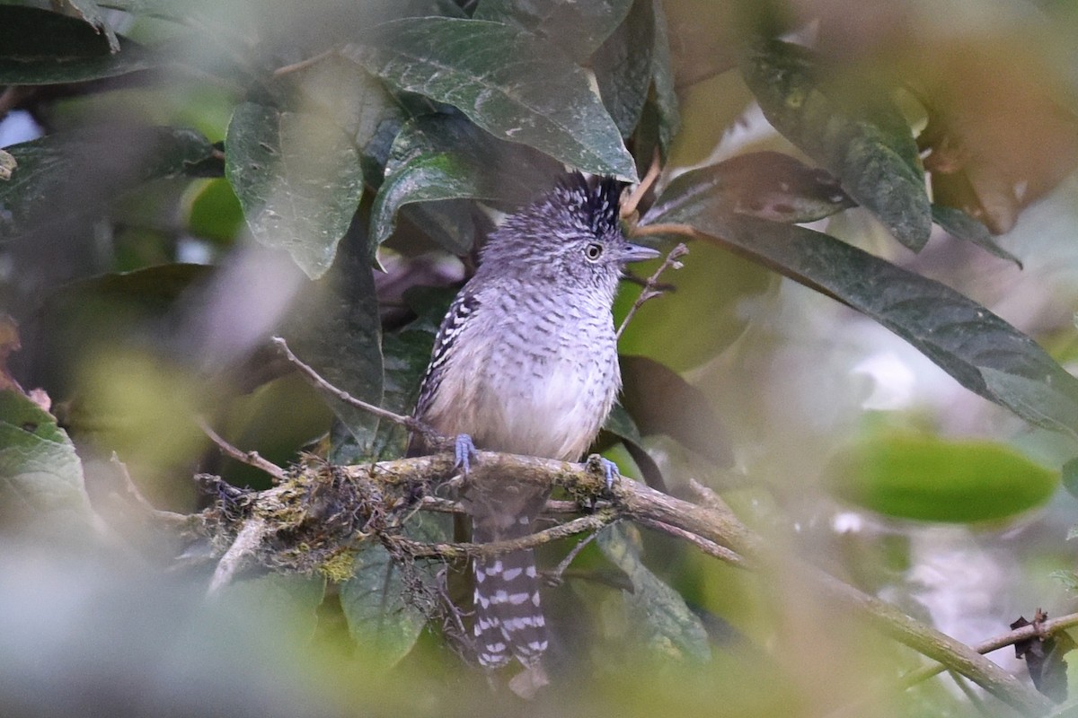 Chapman's Antshrike - Nick Moore