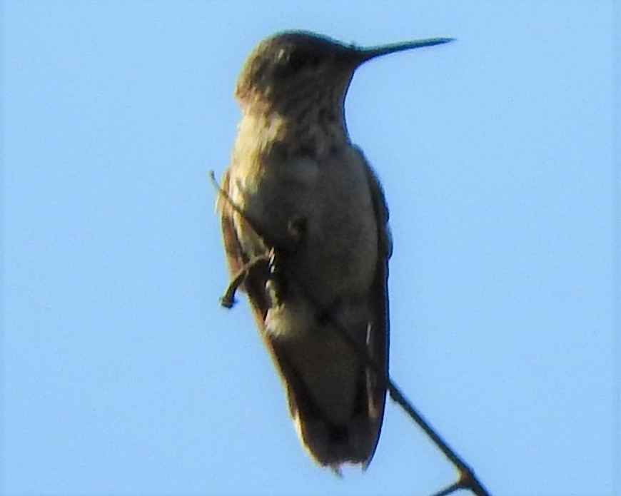Calliope Hummingbird - ML511592731