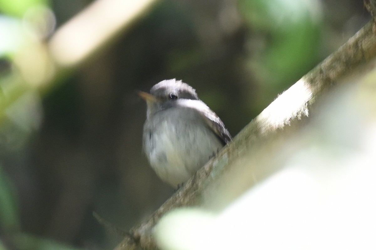 Gray-breasted Flycatcher - ML511592741