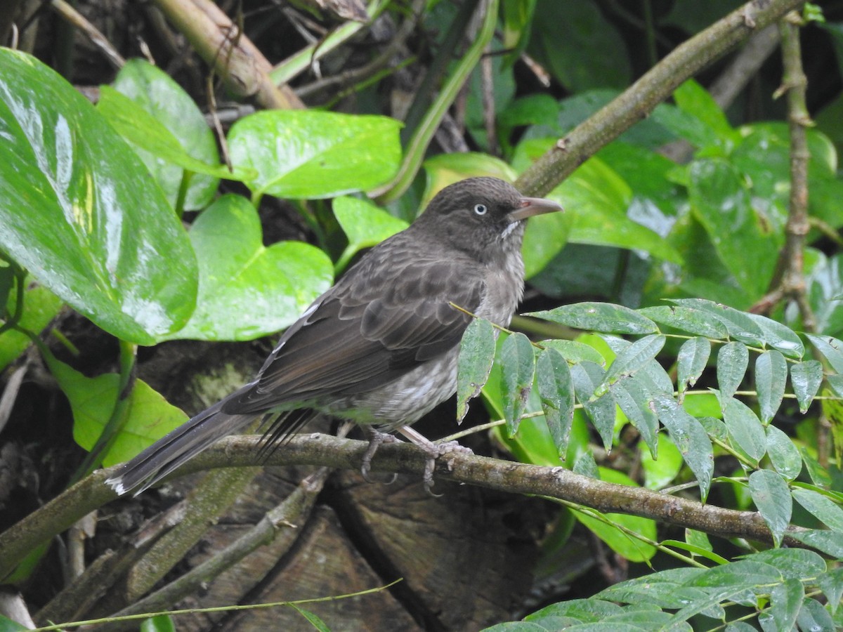 Pearly-eyed Thrasher - ML511592861