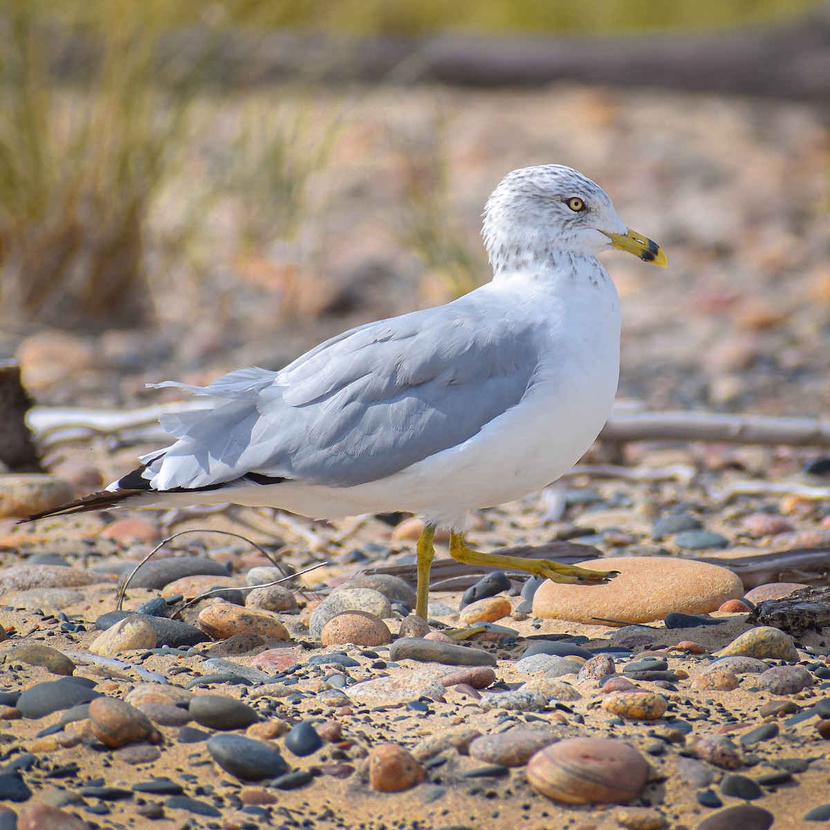 Ring-billed Gull - ML511594681