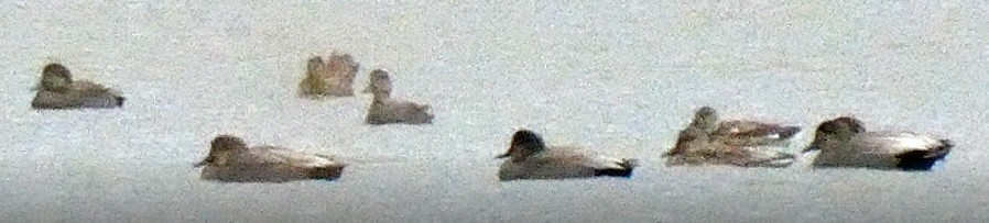 duck sp. - ML511597831