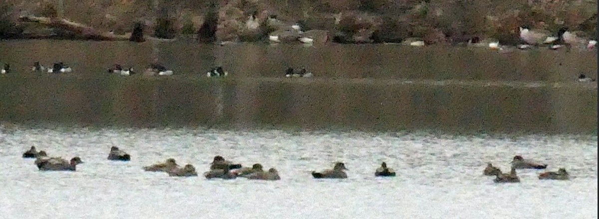 duck sp. - ML511597871