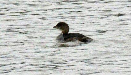Pied-billed Grebe - ML511598021