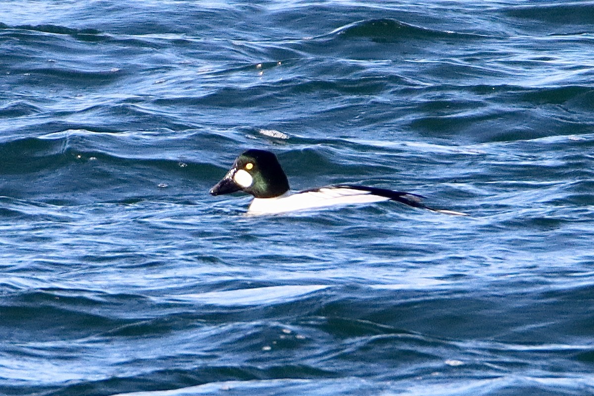 Common Goldeneye - ML511598071