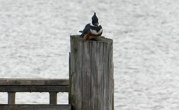 Belted Kingfisher - ML511598121