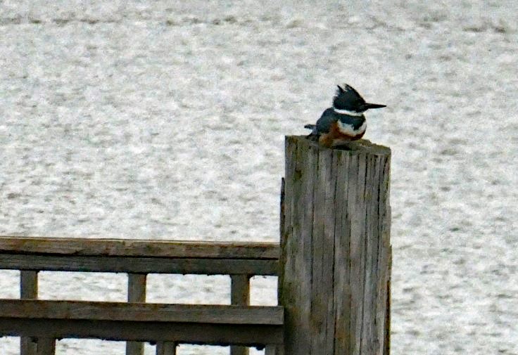 Belted Kingfisher - ML511598141