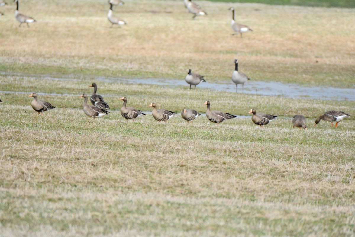 Greater White-fronted Goose - Tanya Smythe