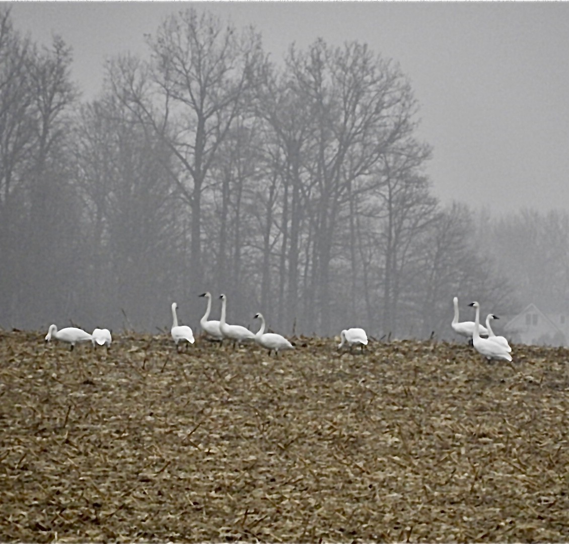 Trumpeter Swan - Lois Rockhill