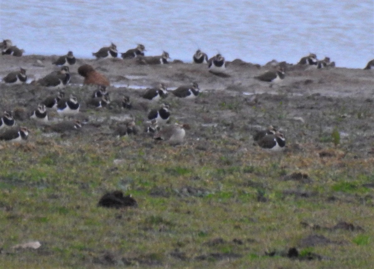 Sociable Lapwing - ML511599001