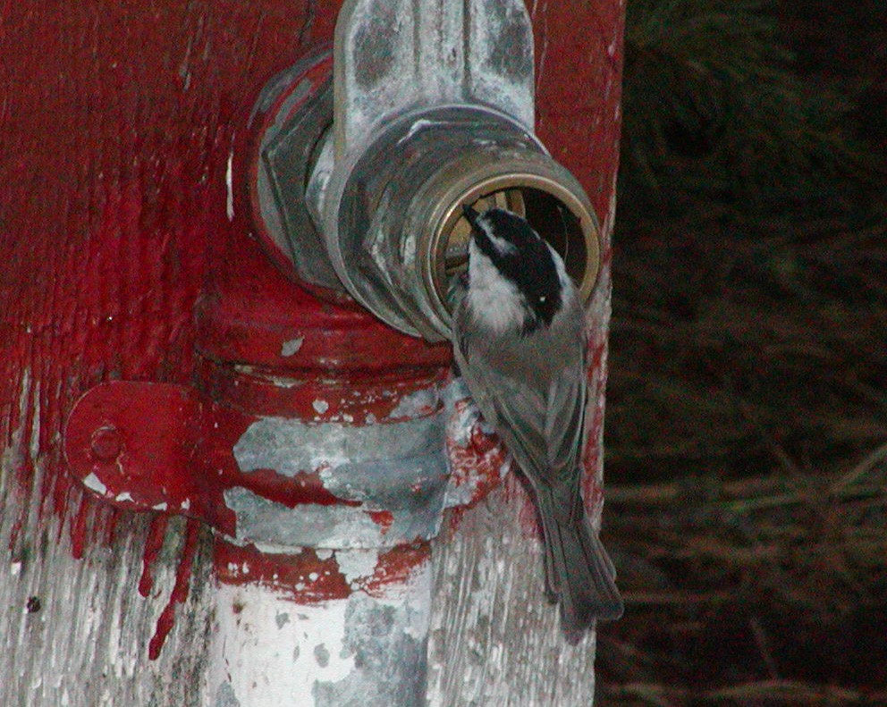 Mountain Chickadee - Michael Shepard