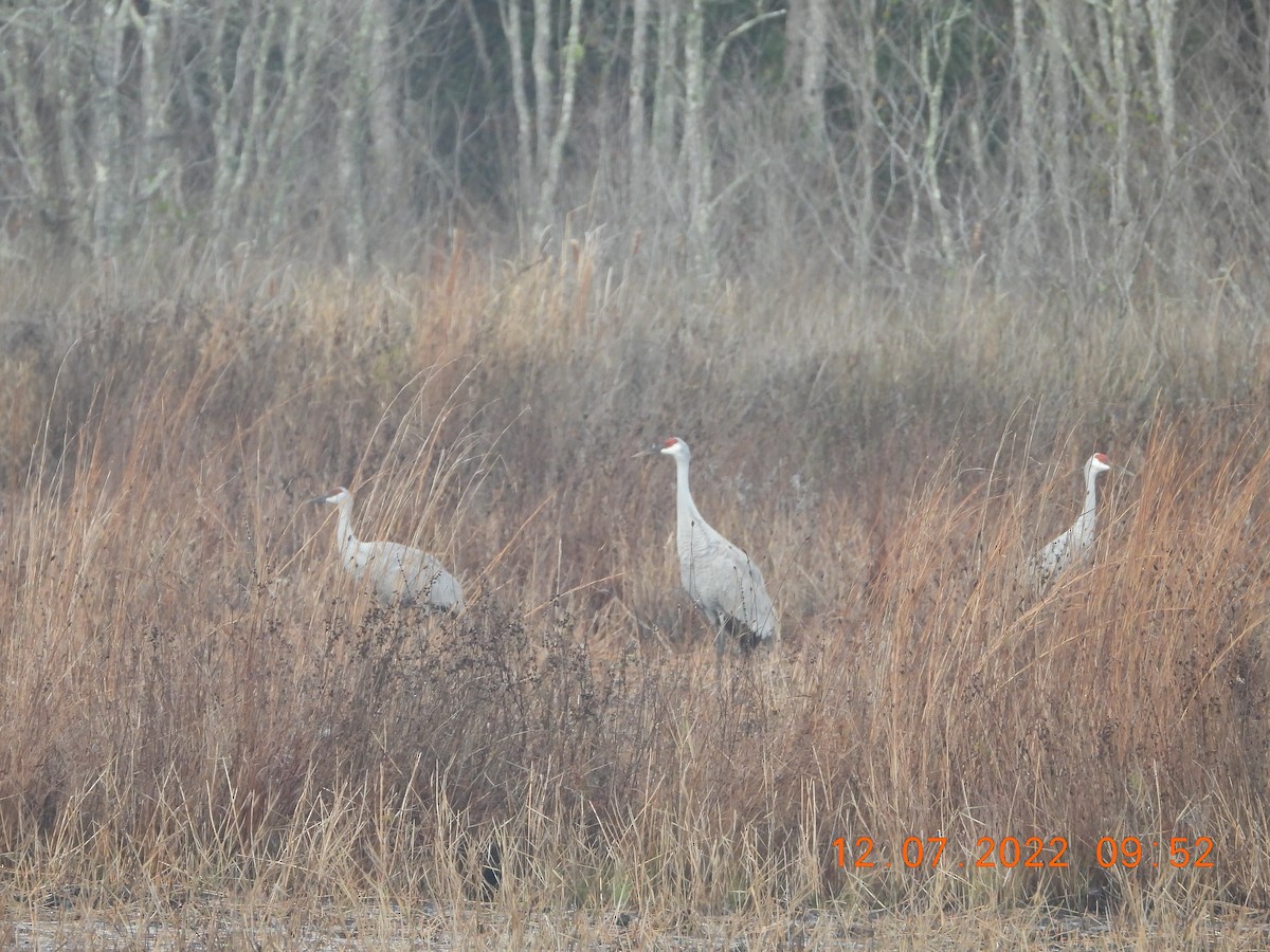 Sandhill Crane - ML511599281
