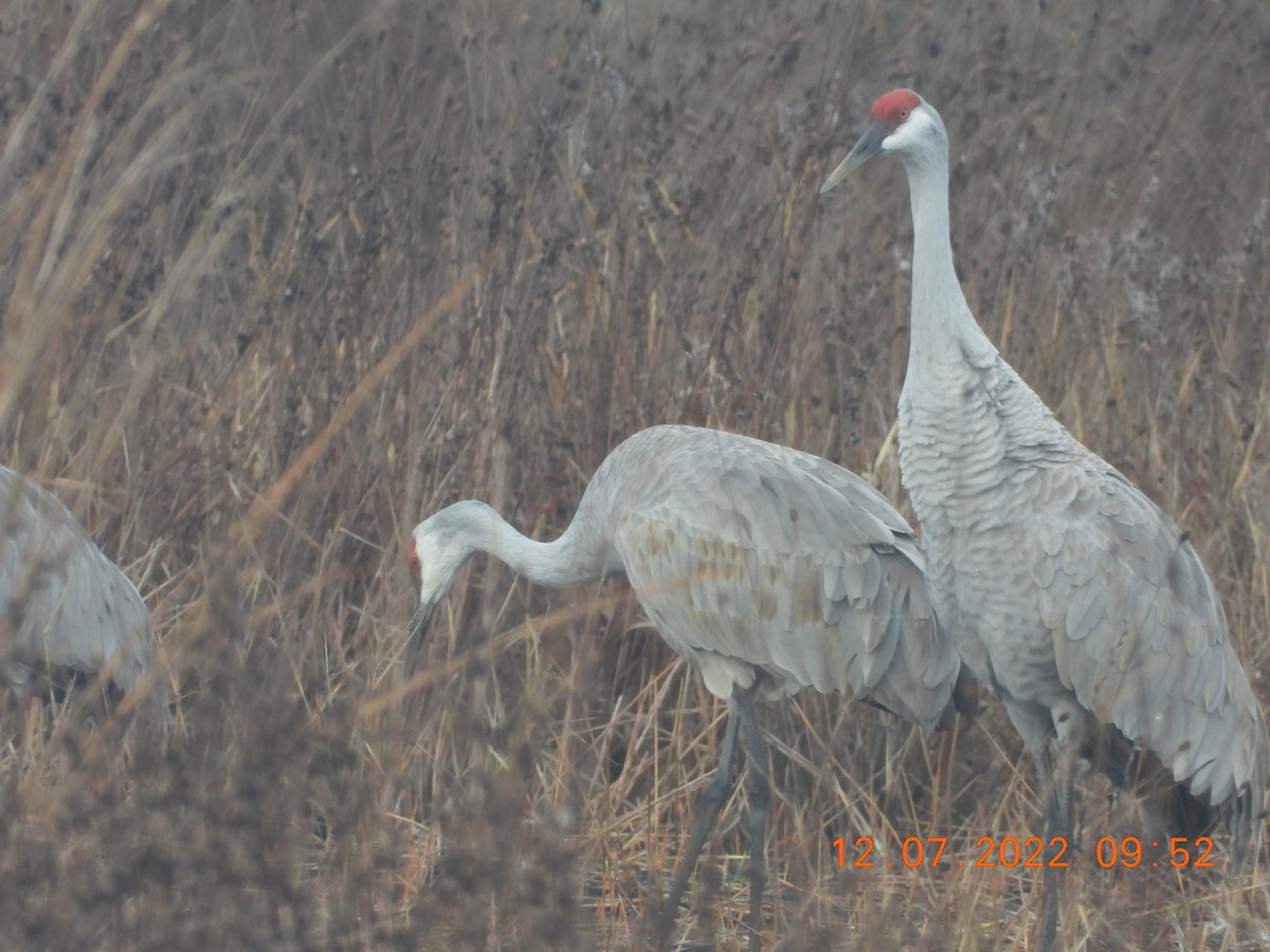 Sandhill Crane - ML511599381