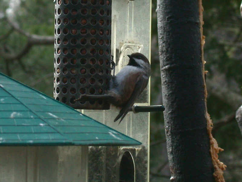 Mésange à tête brune - ML511600251