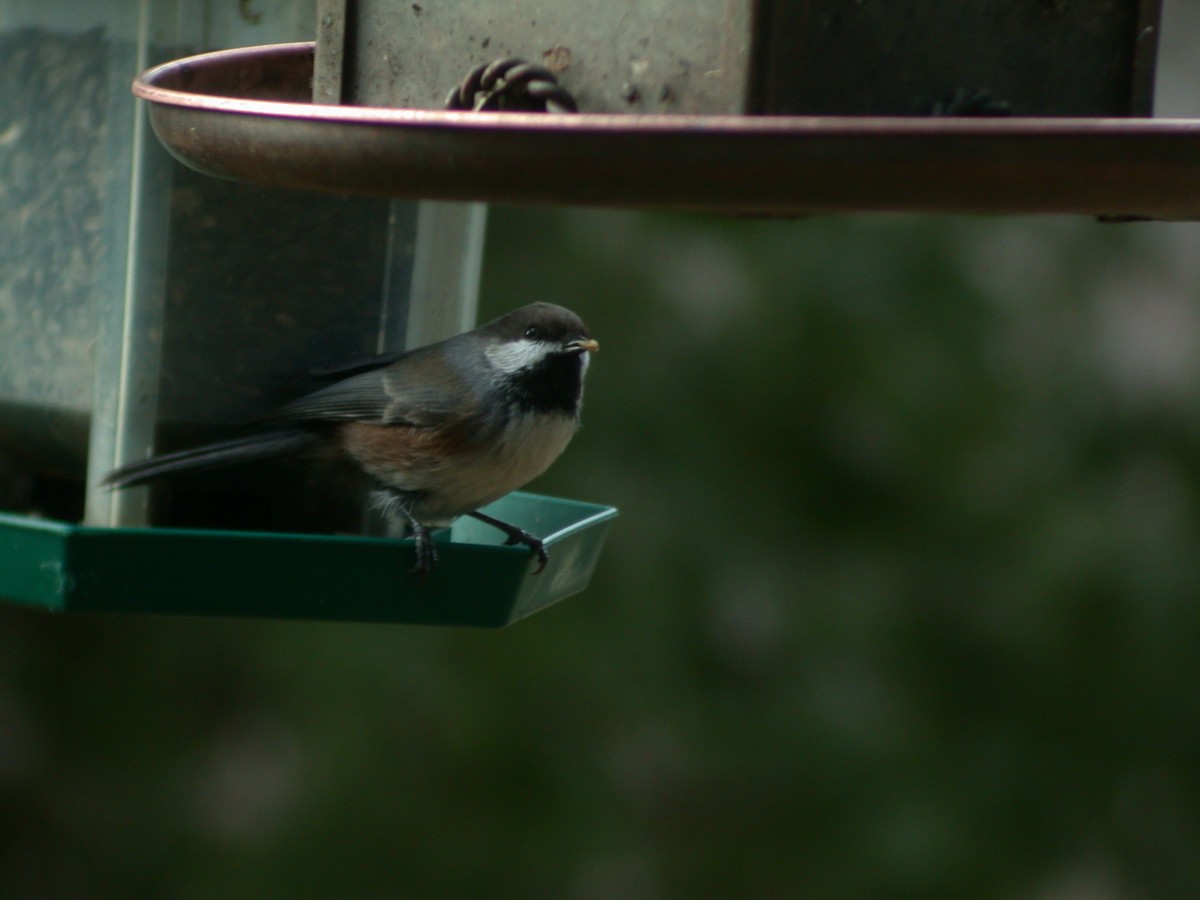 Mésange à tête brune - ML511600261