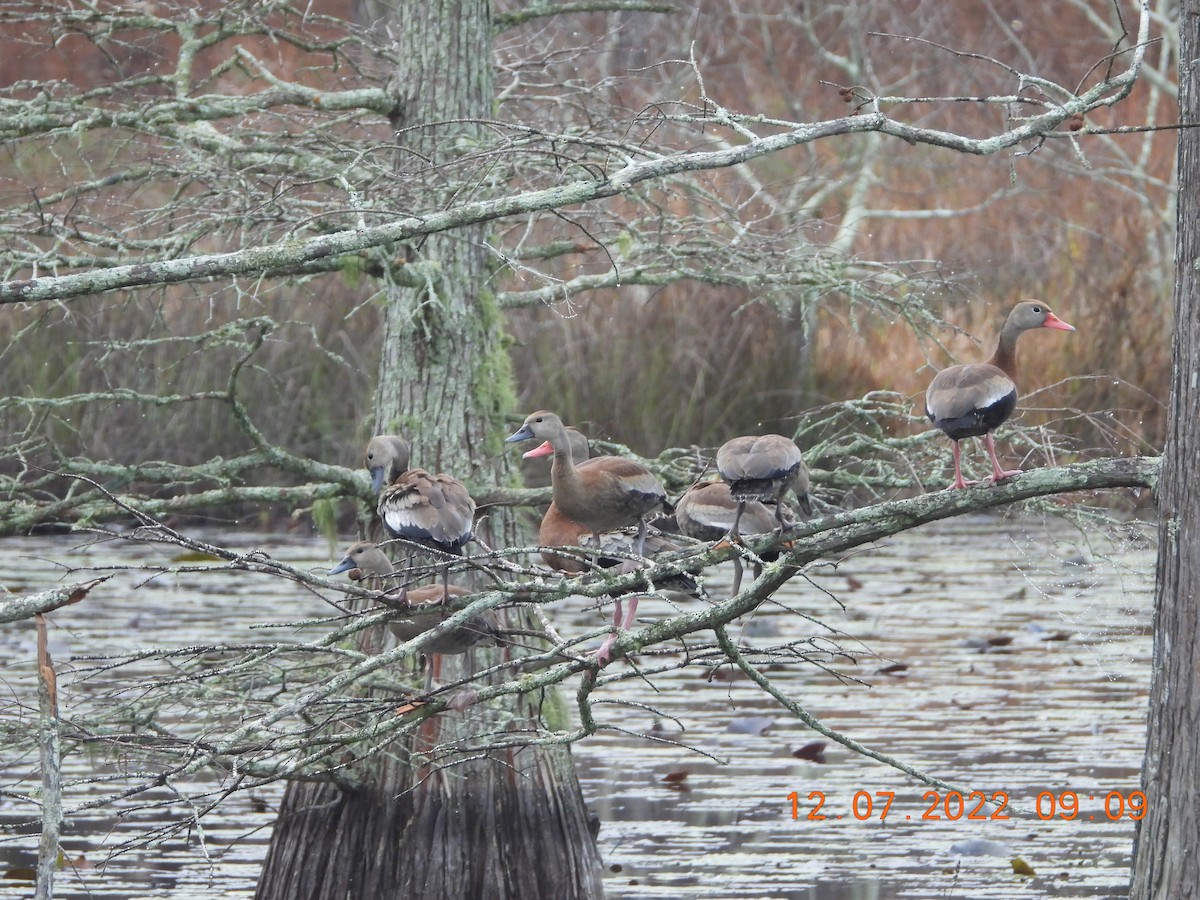 Black-bellied Whistling-Duck (Northern) - ML511600391