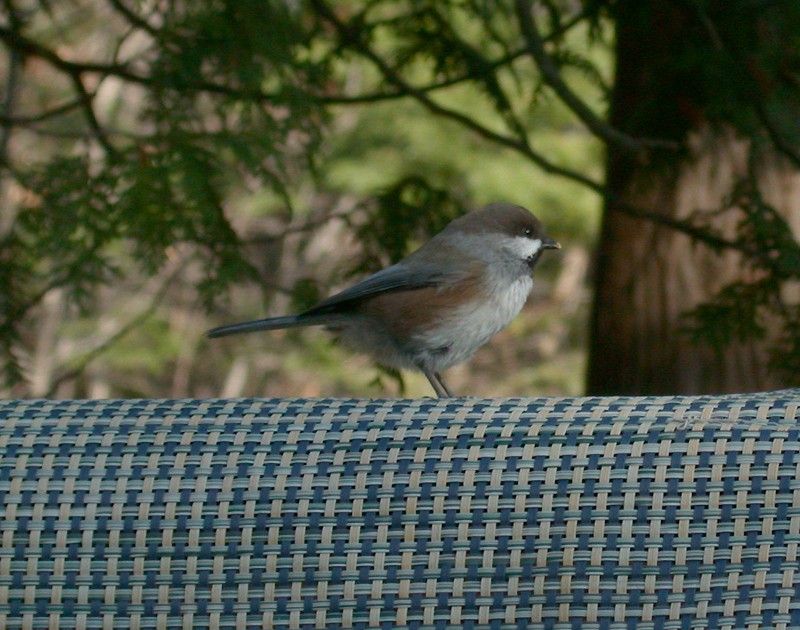 Mésange à tête brune - ML511600521